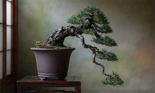 Ejemplo visual de un bonsai en estilo cascada