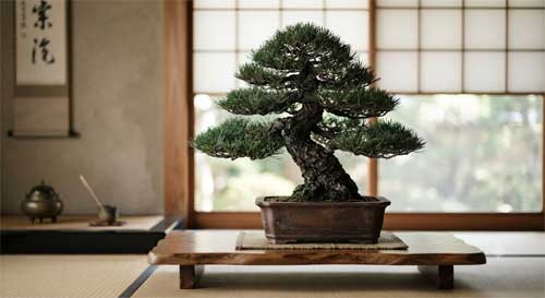 Bonsái japonés de estilo clásico mostrando elegancia y equilibrio