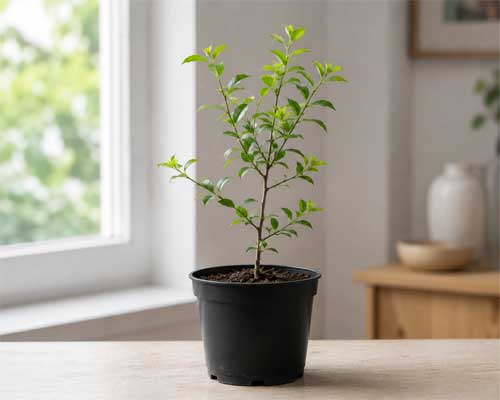 Planta joven en fase de observación y crecimiento