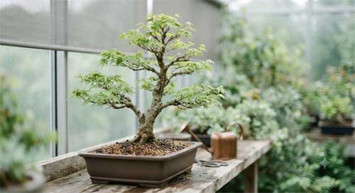Árbol recién trasplantado en zona de sombra luminosa