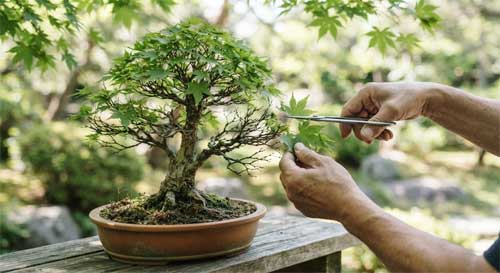 Arce japonés siendo defoliado parcialmente en verano