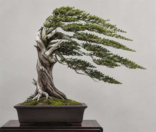 Ejemplo visual de un bonsai en estilo Fukinagashi