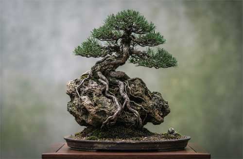 Proceso inicial de enraizado sobre roca en bonsai