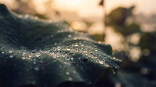 Gotas de rocío sobre hoja de loto al amanecer con luz dorada suave reflejada, fondo desenfocado oscuro, atmósfera de fragilidad luminosa