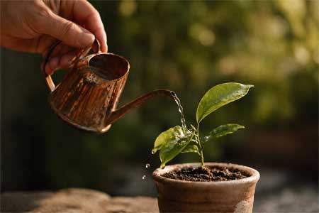 Gestos de cuidado hacia la naturaleza, regando una planta con delicadeza