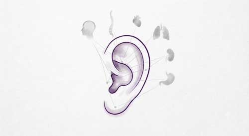 Ilustración conceptual de los puntos reflejos en la oreja
