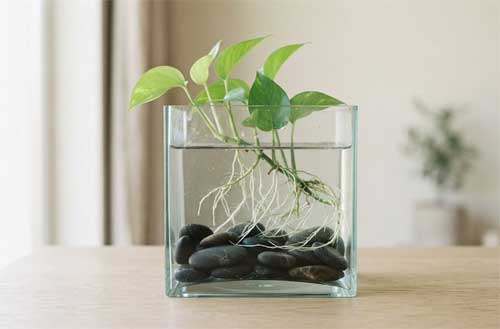 Composición minimalista de Pothos en pecera con piedras