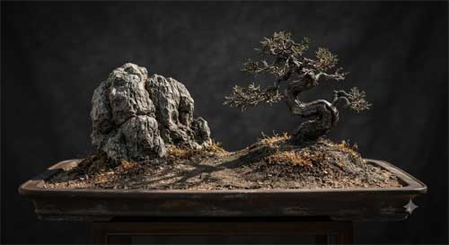 Composición de penjing con aspecto árido, rocas y un árbol resistente
