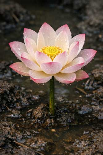 Flor de loto emergiendo del agua turbia