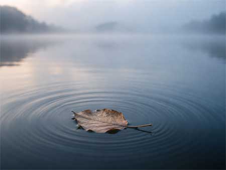 Hoja cayendo en un lago tranquilo creando círculos concéntricos