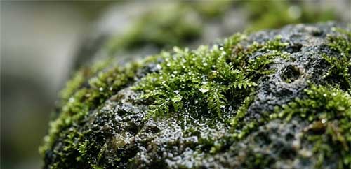 Detalle de musgo verde sobre piedra gris en un jardín miniatura