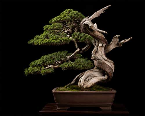 Bonsai estilizado por Masahiko Kimura, mostrando madera muerta y follaje denso