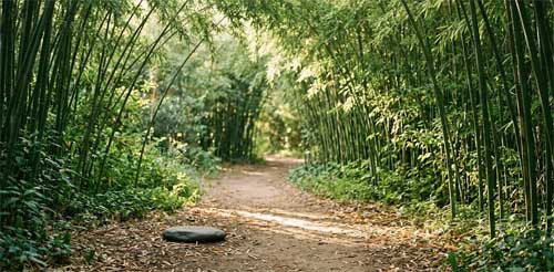 Sendero de meditación en Plum Village