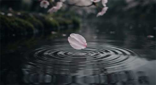 Una flor de cerezo cayendo suavemente sobre la superficie de un estanque, creando ondas concéntricas que se expanden y desvanecen