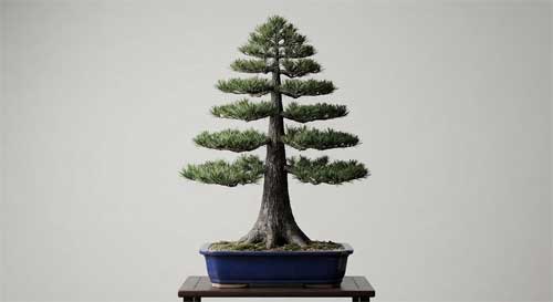 Bonsái de pino negro japonés en estilo formal erecto (Chokkan), mostrando simetría equilibrada, tronco recto y ramas perfectamente distribuidas