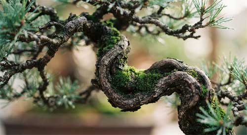 Detalle de un árbol en penjing con ramas que sugieren movimiento