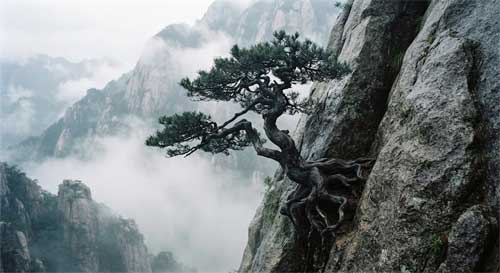 Paisaje natural brumoso con un árbol antiguo creciendo en una roca, sirviendo de inspiración para el concepto de Ziran en el penjing