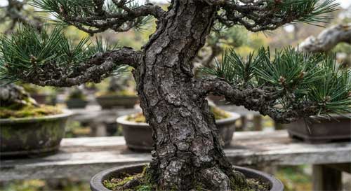 Pino negro japonés con corteza rugosa y agujas verdes oscuras, mostrando resistencia y edad