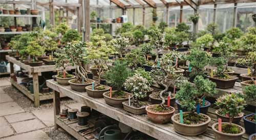 Variedad de pequeños árboles en macetas de entrenamiento, desde ficus hasta arces, bajo luz natural suave