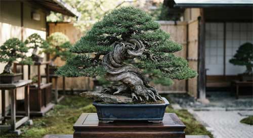 Bonsái monumental de Kunio Kobayashi con tronco masivo y copa perfectamente formada, exhibido en el jardín Shunka-en de Tokio